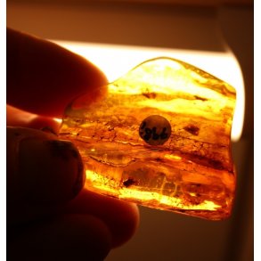 Insektrav som smykke